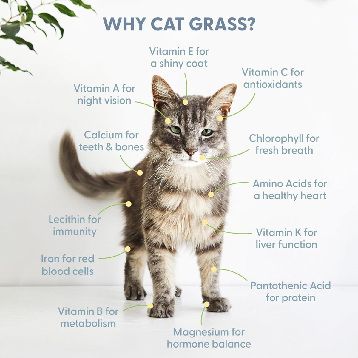 Organic Cat Grass Grow Bag Kit 3 Pack U8662