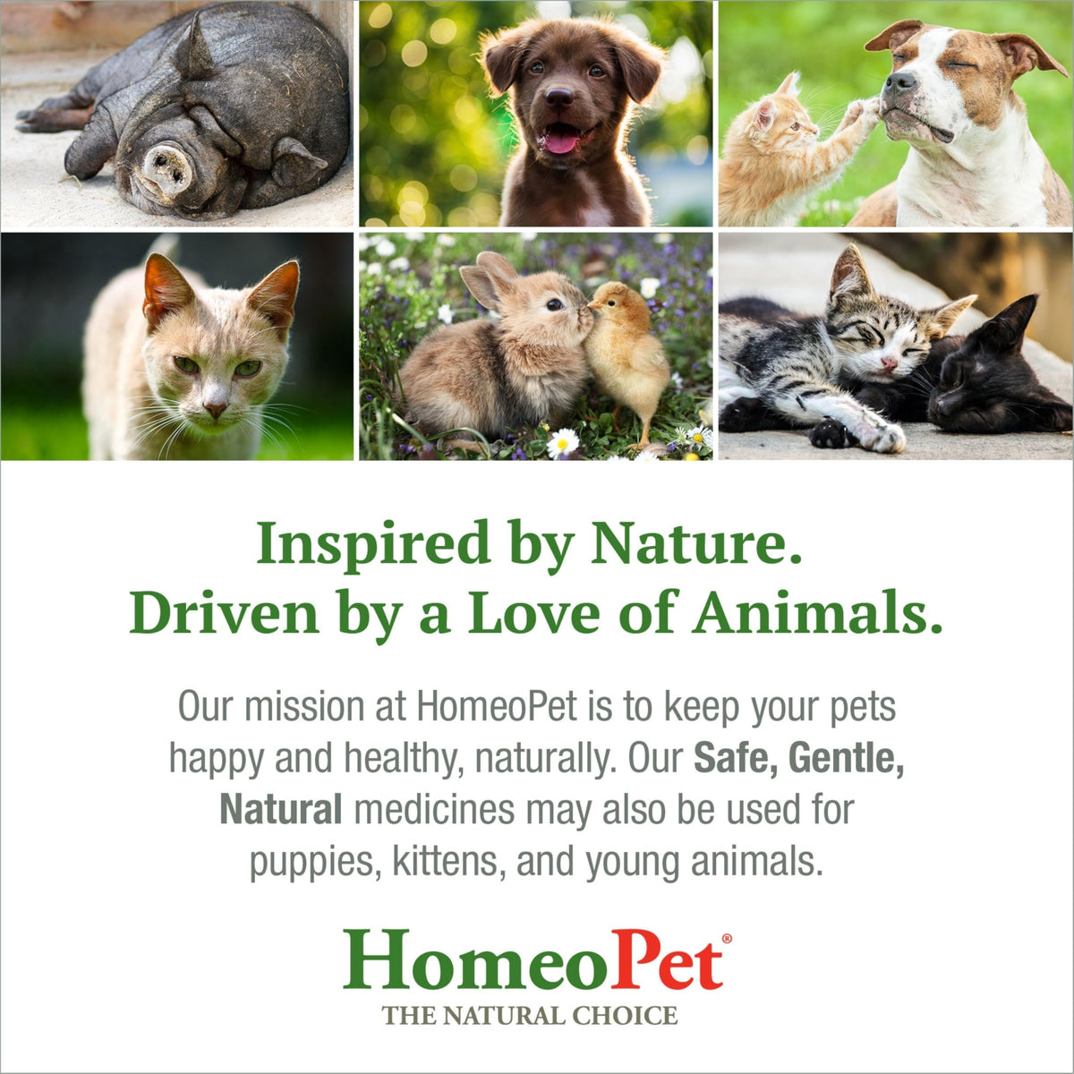 Liver Rescue Supplement for Dogs and Cats 15 Milliliters F682343